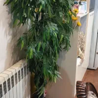 درختچه های زینتی