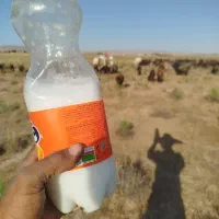 شیرالاغ برای سیاه سلفه آسم و سرماخوردگی