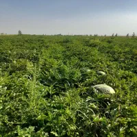 هندوانه درشت