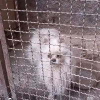 پامرانی نره خرسی