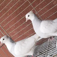 کفتر طوقی آبی