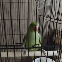 گمشده