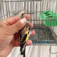 جوجه سهره و قناری رد فاکتور