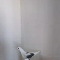 کفتر