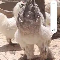 خروس برهما