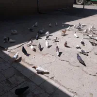 یه کله کبوتر عطیقه به فروش میرسد