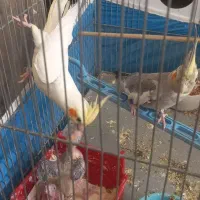 یه جفت عروس هلندی با تخم و سه تا جوجه