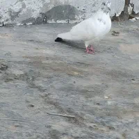 کبوتر|پرنده|دهگلان, |دیوار
