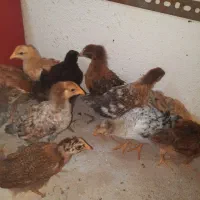 تعدادی محدود نیمچه گلپایگانی.
