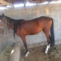 اسب