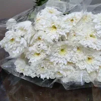 گل داوودی