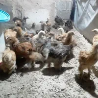 جوجه پلیموت وبرهما