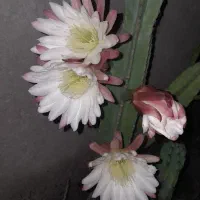 گل کاکتوس شب(سرئوس)