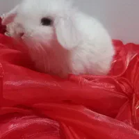 بچه خرگوش های لوپ سیصدو پنجاه