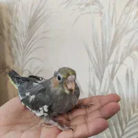 دوتا جوجه عروس هلندی 30روزه