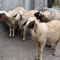 گوسفند شک ماده آبستن