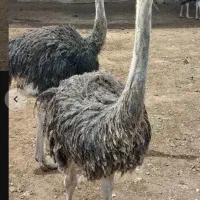 شتر مرغ