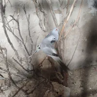 کبوتر