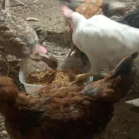 ۶عددمرغ وخروس رسمی سرحال