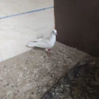 یک جفت کبوتر پتی والا۱۵۰۰