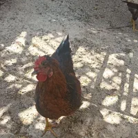 مرغ و خروس محلی