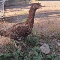 مرغ لاری سر حال