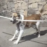 سگ نگهبان