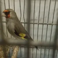 سهره