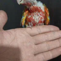 جوجه لوری راهب گرینچیک سرلاکی