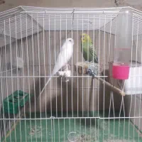مرغ عشق ماده هلندی سفید زیبا