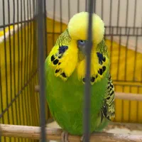 مرغ عشق انگلیسی نر گرید a ریش هد فول