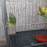 یک جفت مرغ عشق