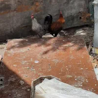 گنبوعه بزرگ
