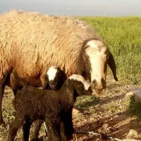شالی قشقه و دست و پا بلند