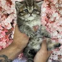 گربه نژاد بریتیش (اسکاتیش) بلک گلد چین چیلا