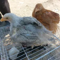 چهار عدد جوجه برهما و لهستانی