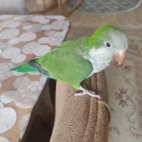 طوطی راهب سبز