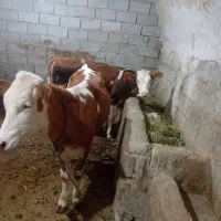 دوراس سیمنتال ماده برای نگهداری