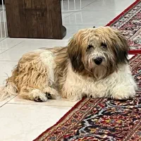 شیتزو تریر  جهت سرپرستی