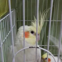 پرنده