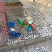 قفسه پرنده و قناری