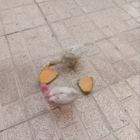 دو عدد جوجه مرغ