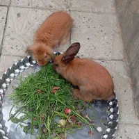 خرگوش