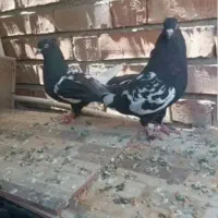 جفت سینی