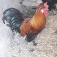 خروس