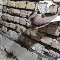 کفتر پرشی