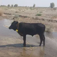 حیوانات مز