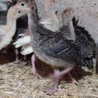 جوجه بوقلمون برنز و بوربون 10روزه