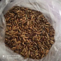 فروش بذر شلتوک درجه یک