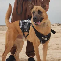 سگ مالینویز